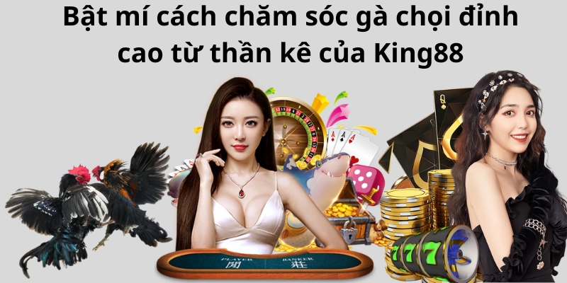 Bật mí cách chăm sóc gà chọi đỉnh cao từ thần kê của King88