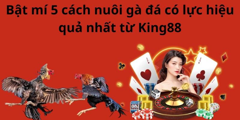 Bật mí 5 cách nuôi gà đá có lực hiệu quả nhất từ King88