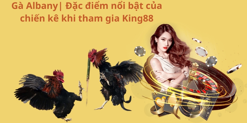 Gà Albany| Đặc điểm nổi bật của chiến kê khi tham gia King88