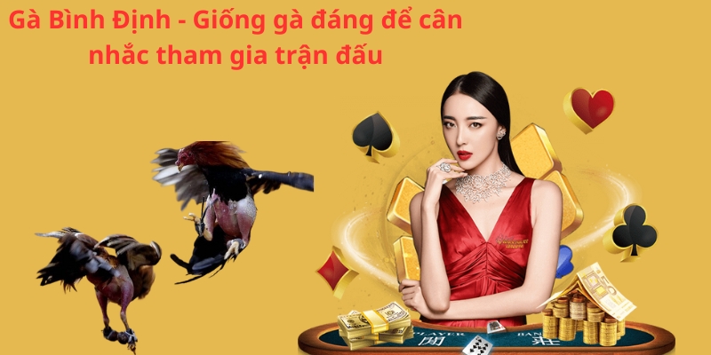 Gà Bình Định - Giống gà đáng để cân nhắc tham gia trận đấu