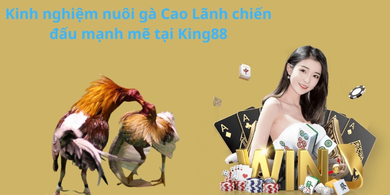 Kinh nghiệm nuôi gà Cao Lãnh chiến đấu mạnh mẽ tại King88