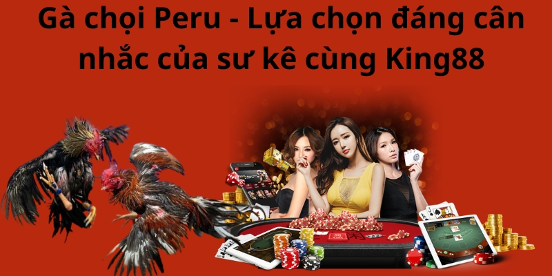 Gà chọi Peru - Lựa chọn đáng cân nhắc của sư kê cùng King88