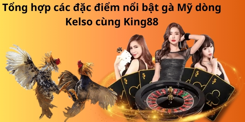 Tổng hợp các đặc điểm nổi bật gà Mỹ dòng Kelso cùng King88