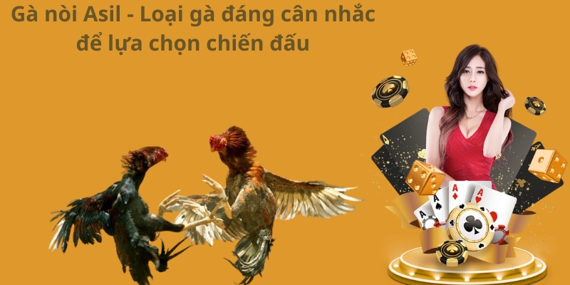 Gà nòi Asil - Loại gà đáng cân nhắc để lựa chọn chiến đấu