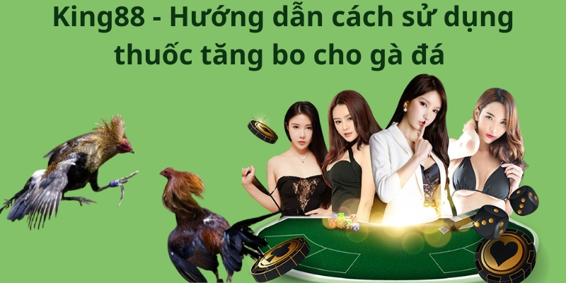 King88 - Hướng dẫn cách sử dụng thuốc tăng bo cho gà đá 