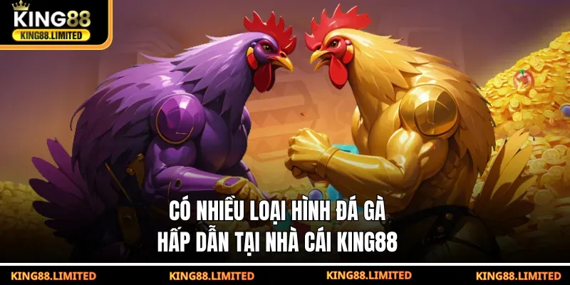 Có nhiều loại hình đá gà hấp dẫn tại nhà cái KING88