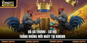 Đá gà thomo - Cơ hội thắng khủng mỗi ngày tại King88