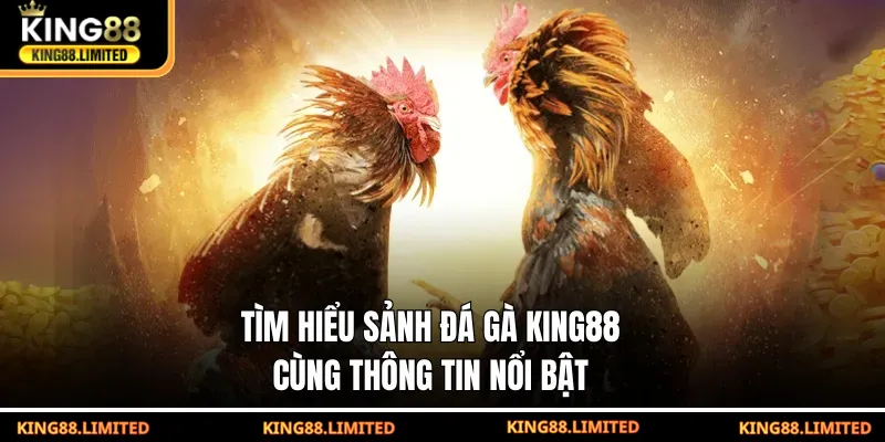 Tìm hiểu sảnh đá gà KING88 cùng thông tin nổi bật