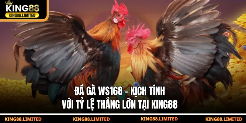 Đá Gà WS168 - Kịch Tính Với Tỷ Lệ Thắng Lớn Tại KING88 Đá gà WS168 - Kịch tính với tỷ lệ thắng lớn tại KING88